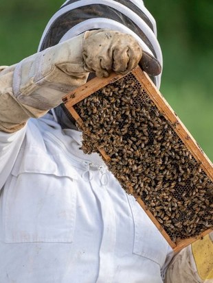 Appel à apiculteurs en herbe