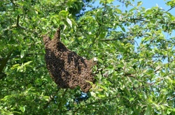 Un essaim d'abeilles chez vous ? Appelez-nous