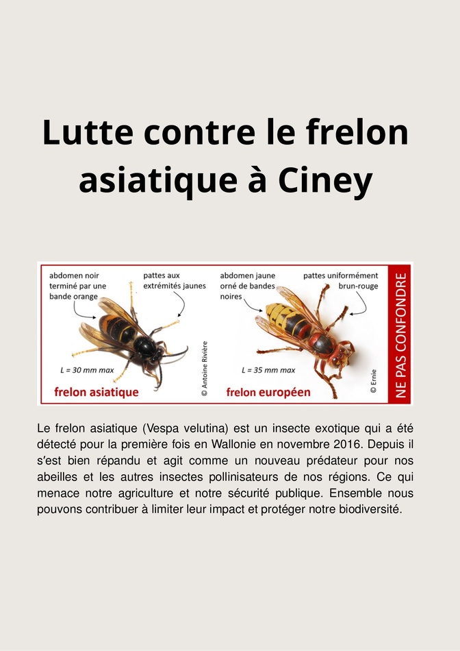 Lutte contre le frelon asiatique à Ciney (6) page 0001