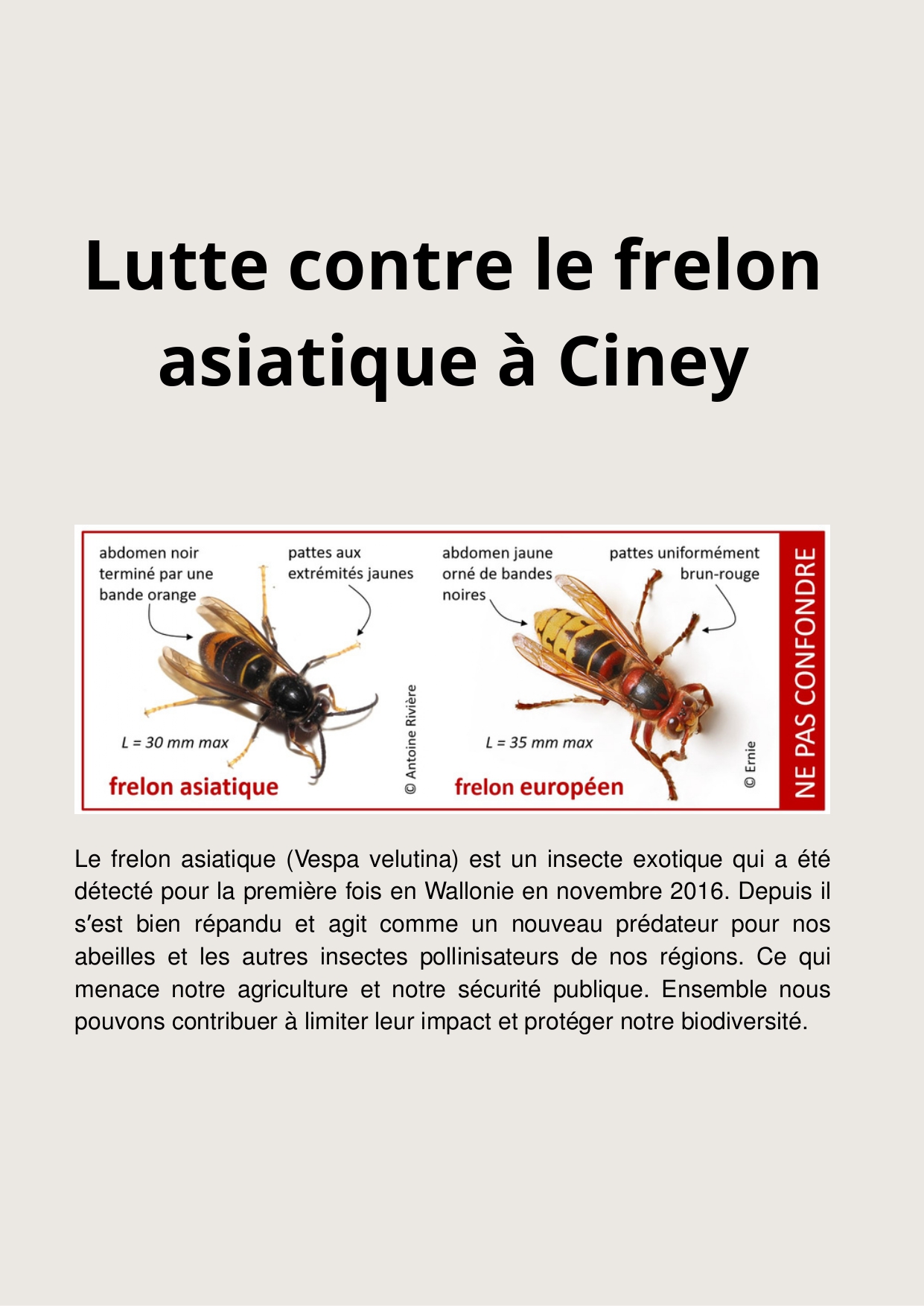 Lutte contre le frelon asiatique à Ciney (6) page 0001